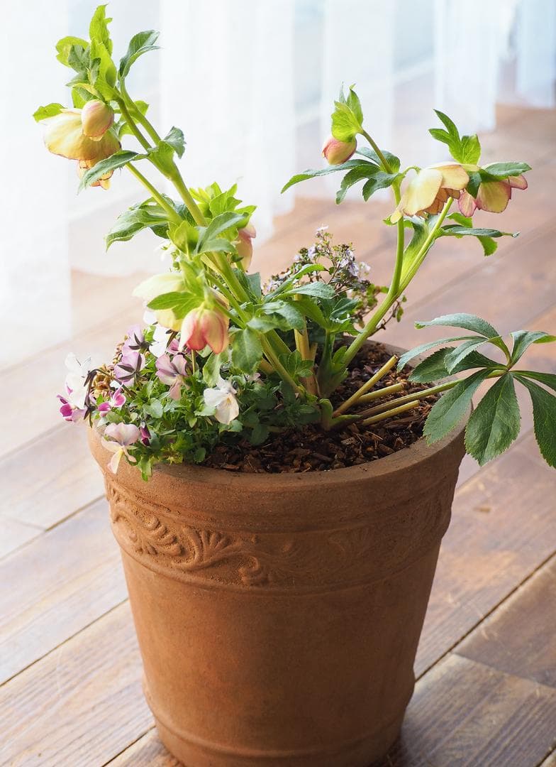 アンティーク調テラコッタ クリスマスローズのナチュラル寄せ植え