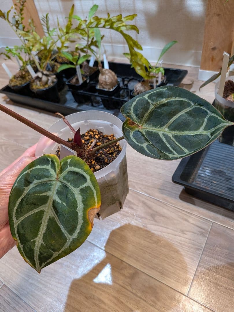 Anthurium Red Tiger アンスリウムレッドタイガー