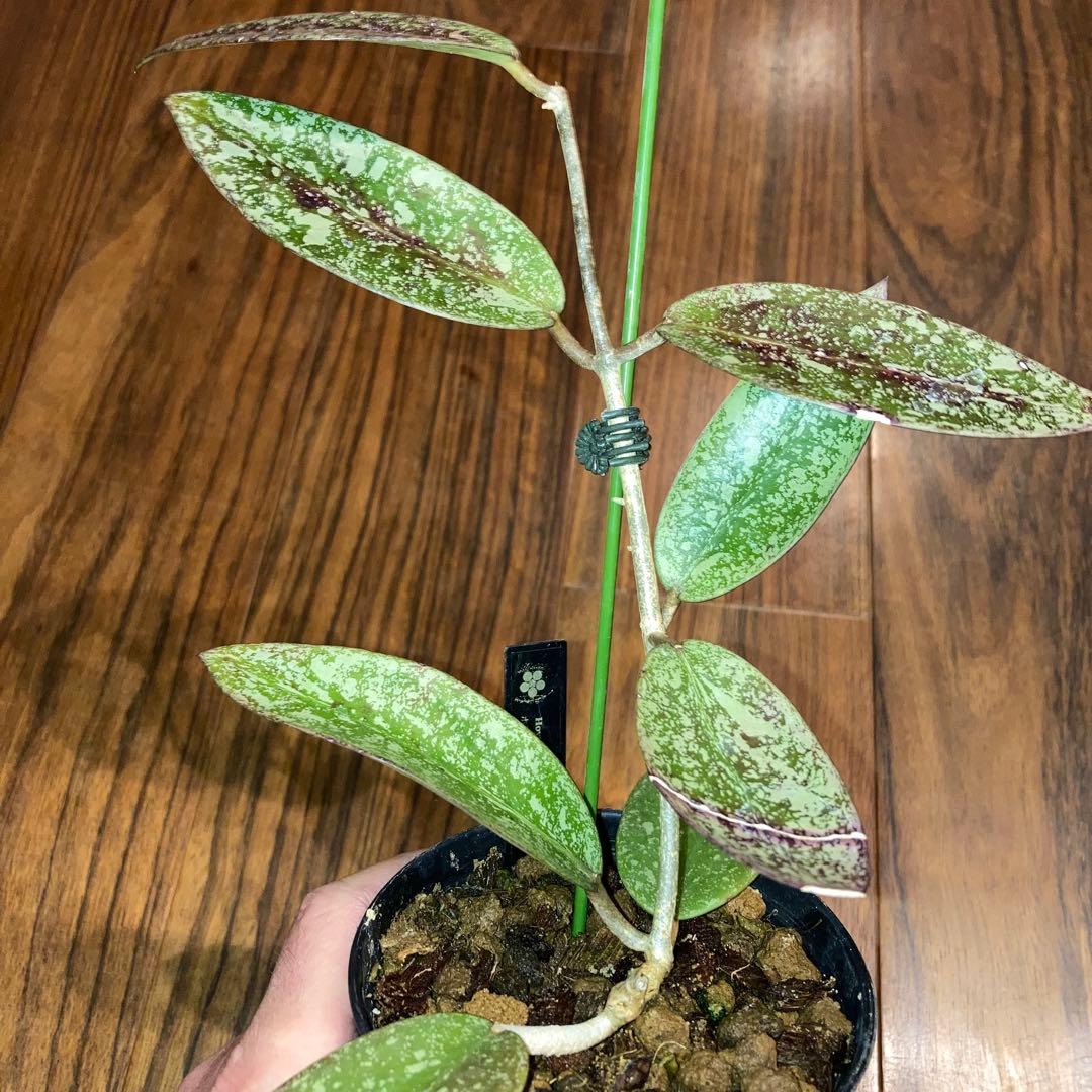 ホヤ シルバーダラー スプラッシュ【現品・鉢付・タグ付・メルカリ便】