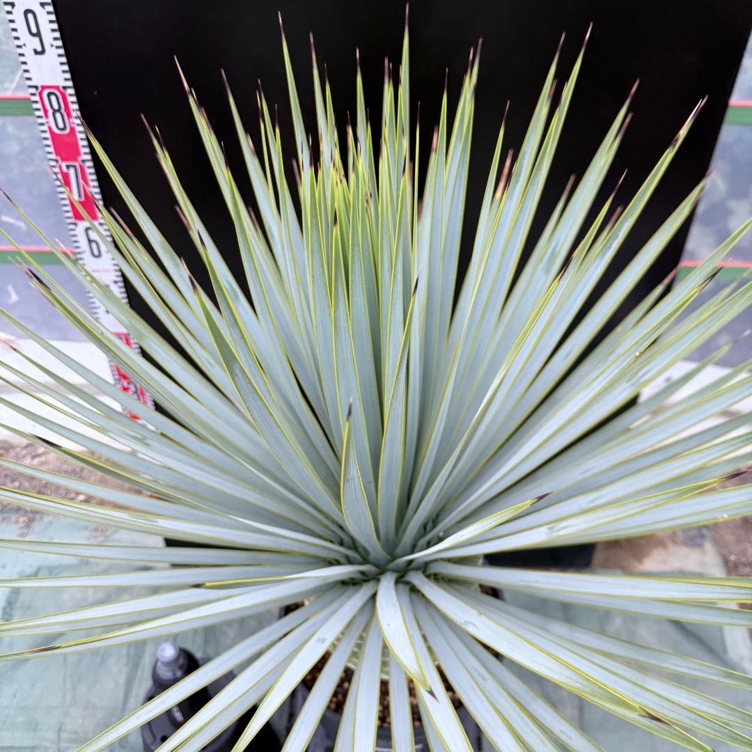 【AL1010】ユッカ　ロストラータ　シルバーブルー個体　美形