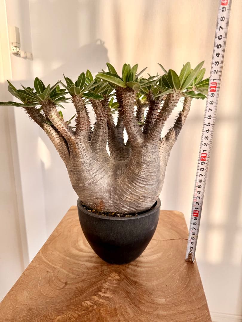 パキポディウム マカイエンセ 良型 大株 現地球 発根済み