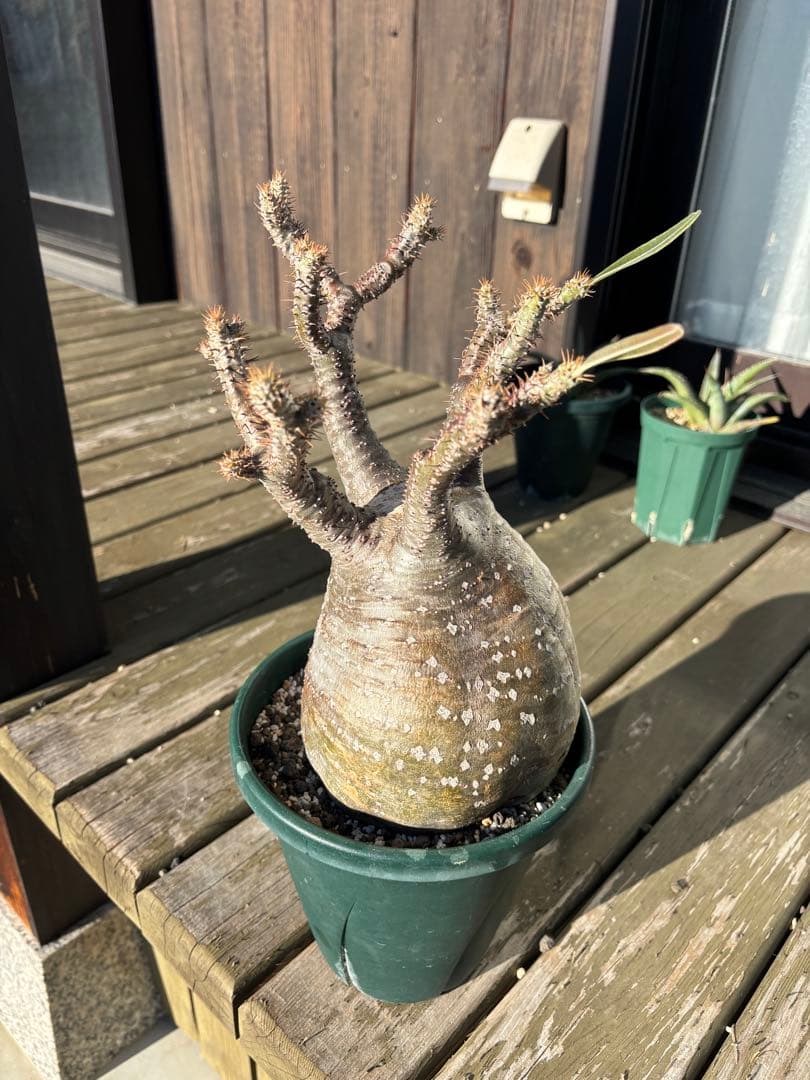 パキポディウムグラキリス　グラキリス　塊根植物　現地球　発根済み　大株　塊根