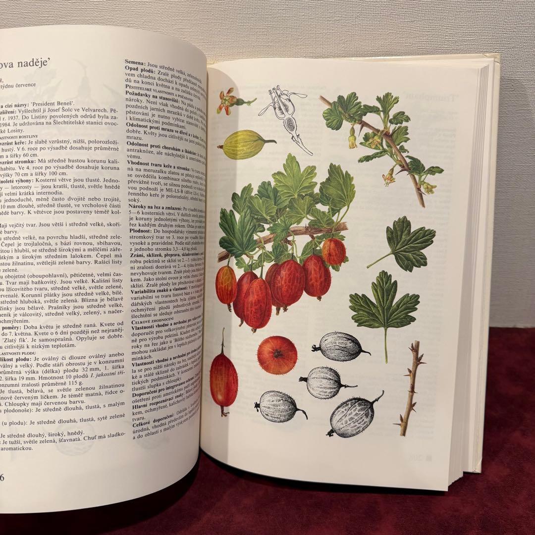 14⑧チェコ果物図鑑2冊セット　植物図鑑　ジャンクジャーナル　洋書　ボタンニカル