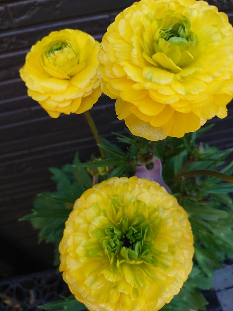 ラナンキュラスラックス　アルテミスII　変わり咲き　開花鉢