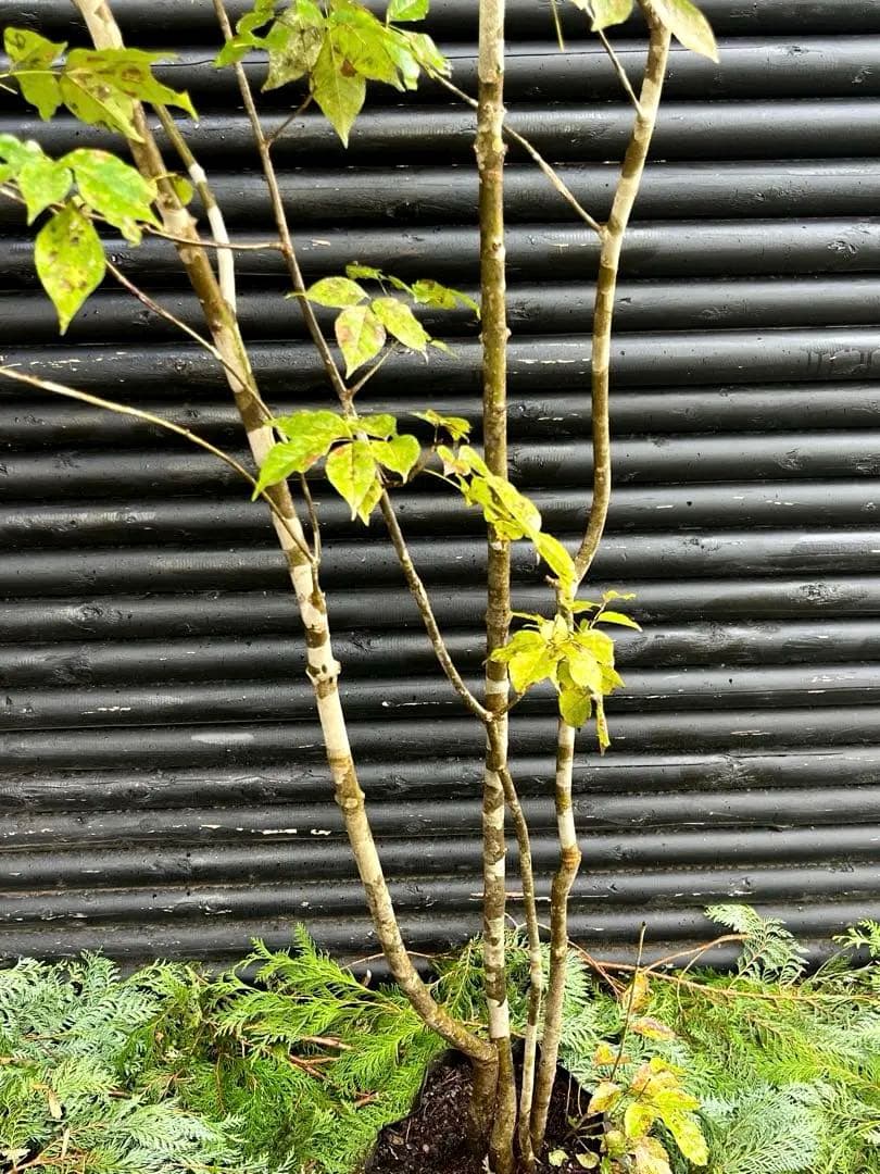 山採り天然　アオダモ　4本株立ち　200