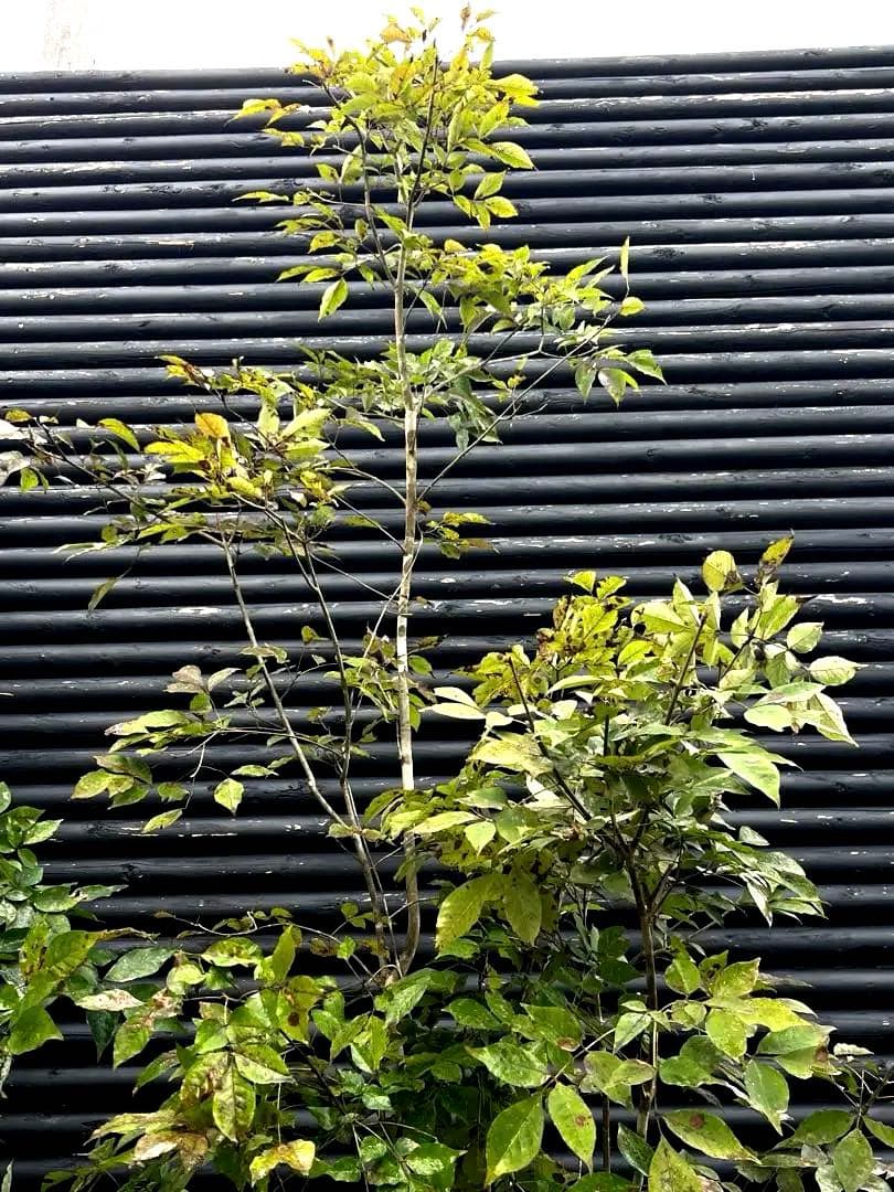 山採り天然　アオダモ　4本株立ち　200