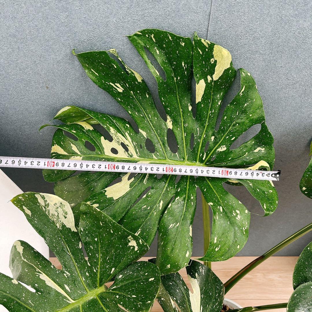 ［現品］【希少】20番　モンステラ　斑入り　観葉植物　室内　レア　綺麗　大型