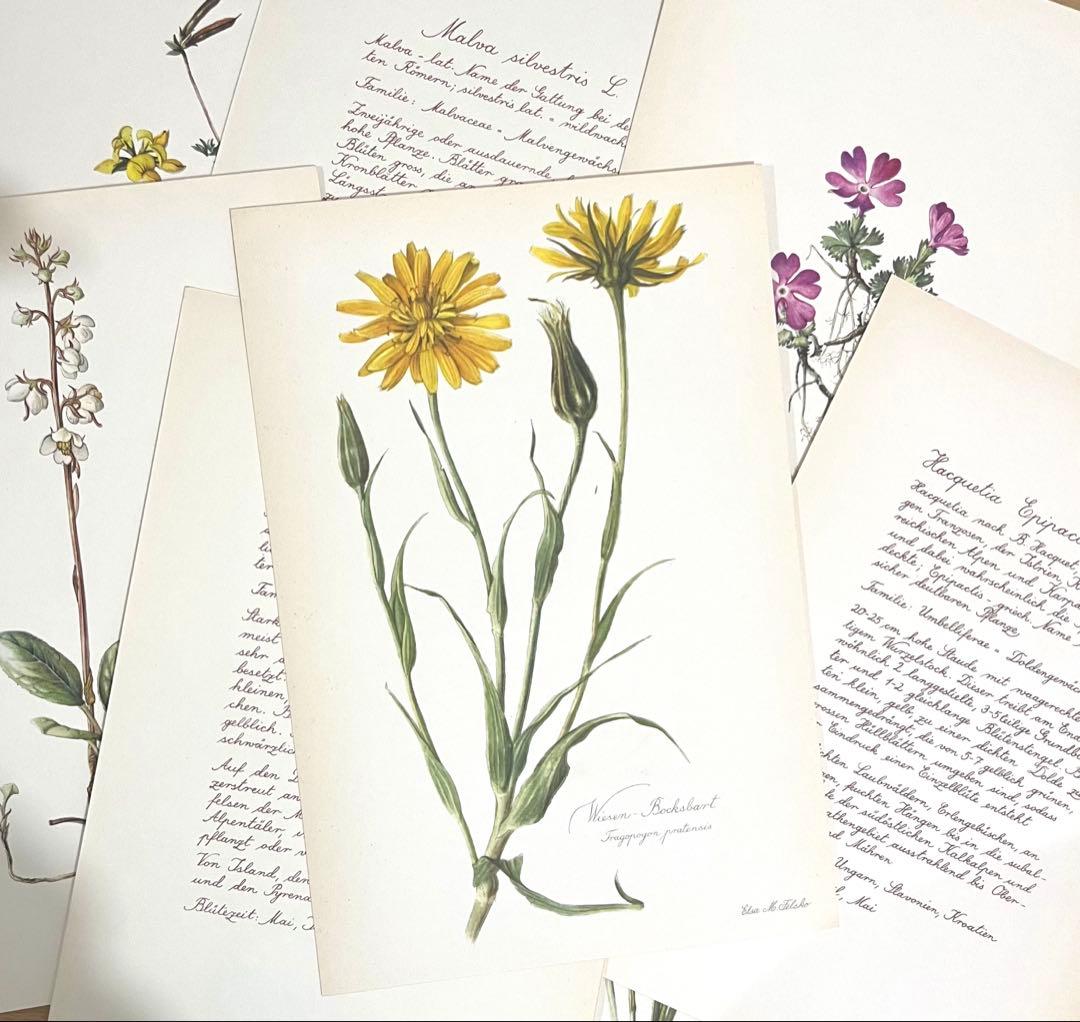 No.300ドイツ ビンテージ 紙もの ボタニカルアート 植物図鑑 水彩画