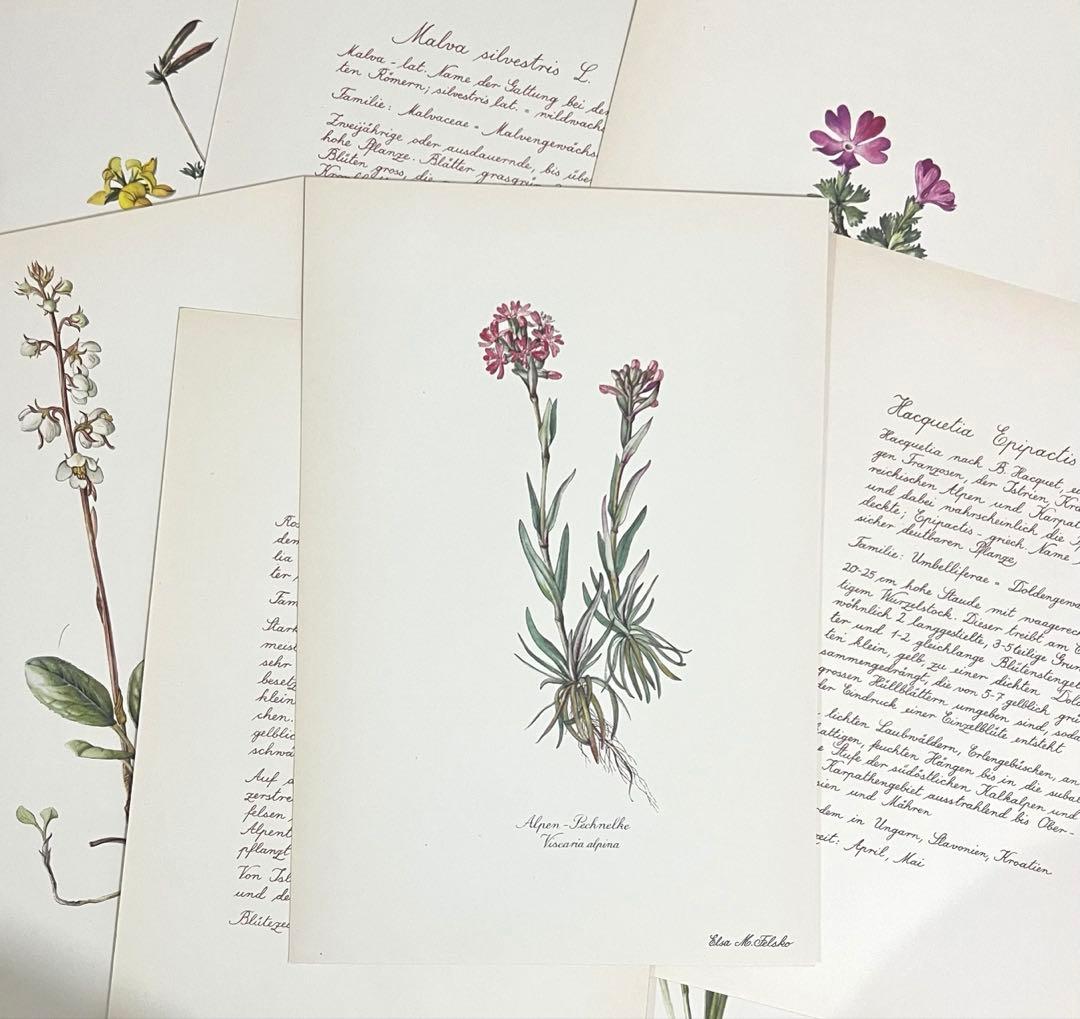 No.300ドイツ ビンテージ 紙もの ボタニカルアート 植物図鑑 水彩画