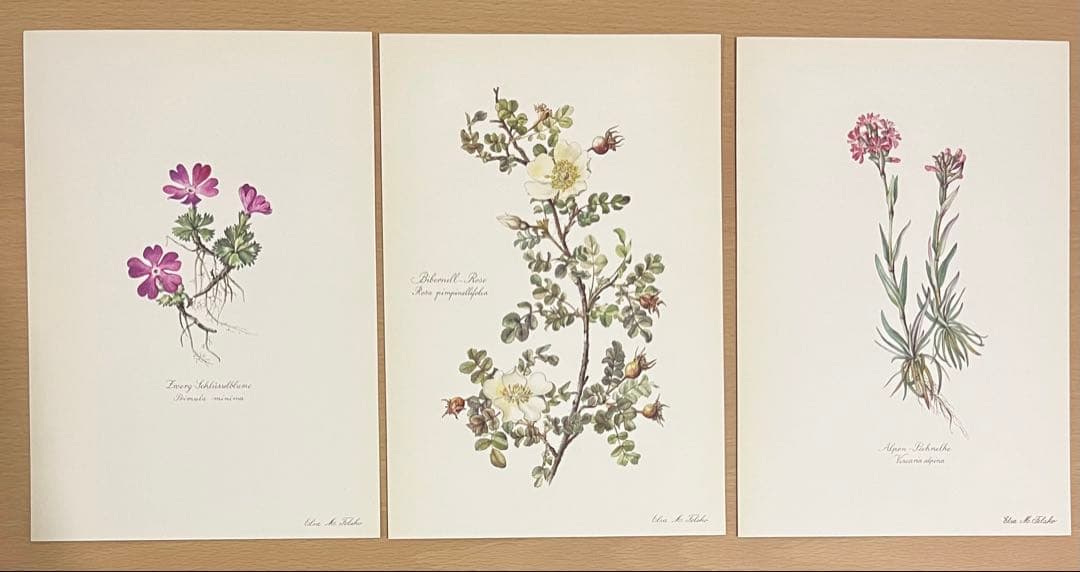 No.300ドイツ ビンテージ 紙もの ボタニカルアート 植物図鑑 水彩画