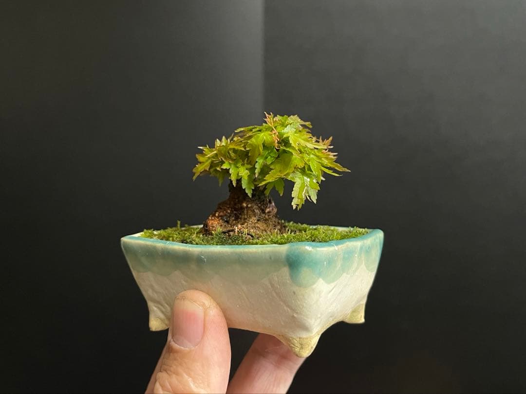 紅葉盆栽　琴姫　極小樹　太幹　樹高葉先まで4.5cm 大きなキズ無し　ミニ盆栽