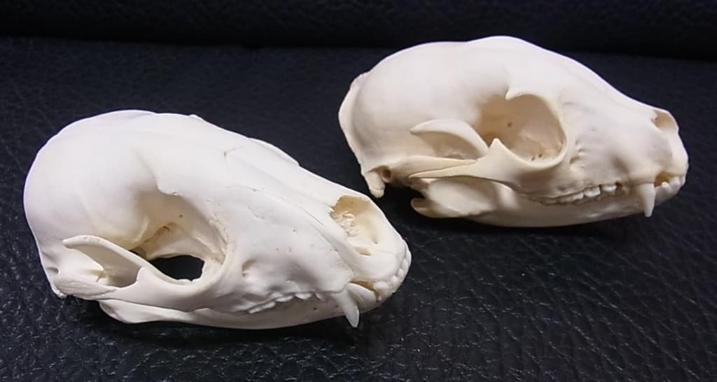 高品質！アメリカ産　アライグマ（ラクーン）頭骨（大）