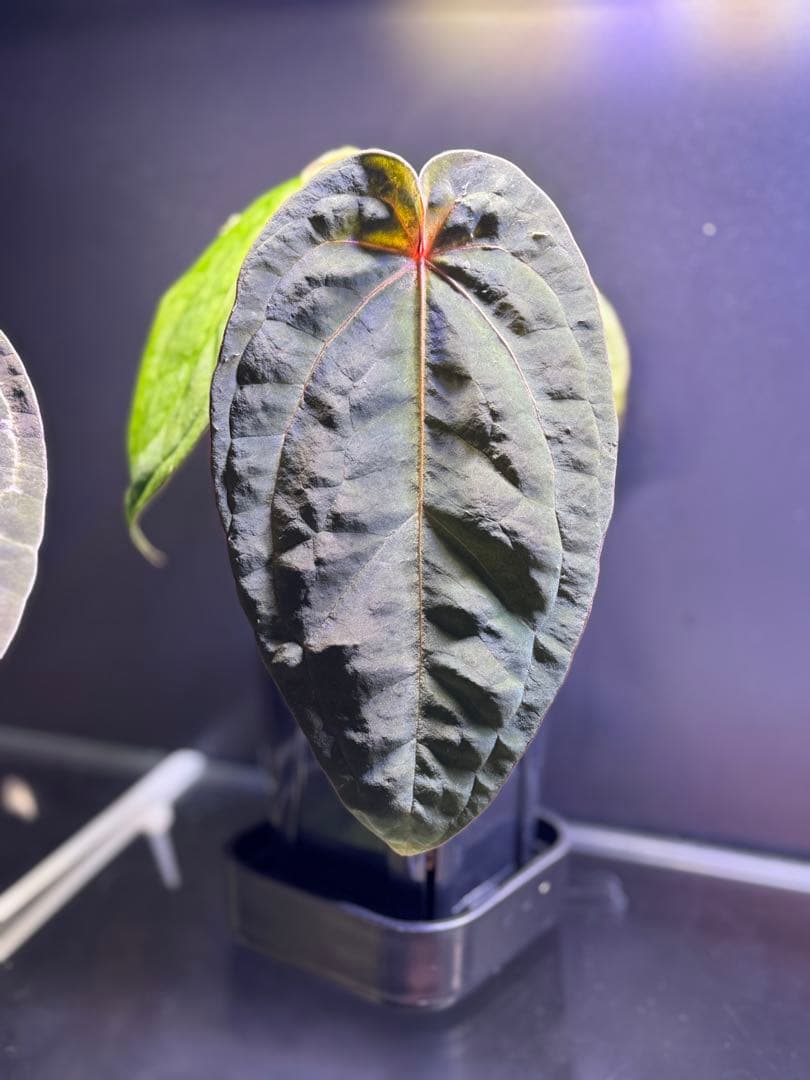 アンスリウム　Zara×Michelle F3×antolakii 'Yard'