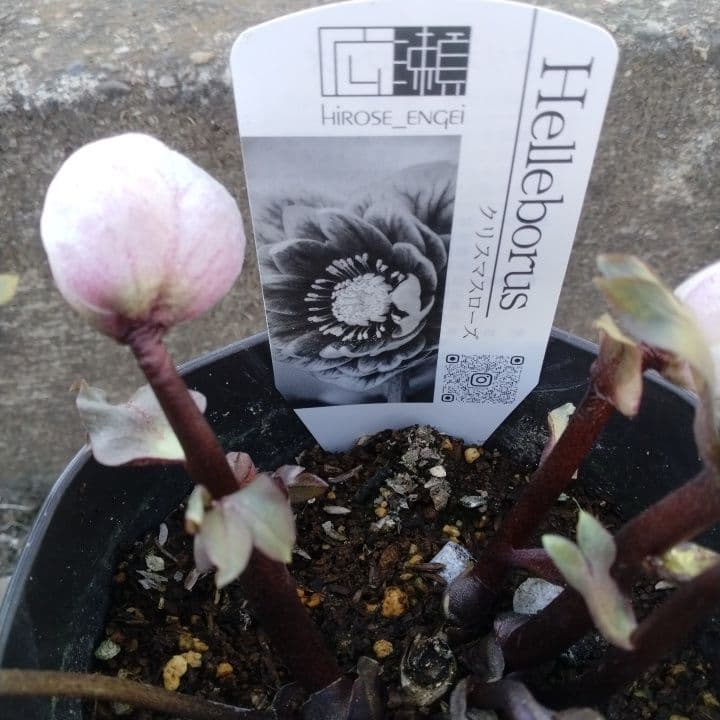 広瀬園芸ヘレボルス ニゲ桃色開花株