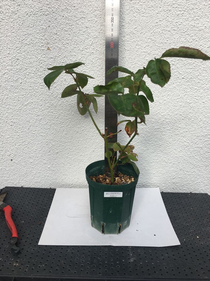 ろんしゃんさま専用　おまとめ３点バラ苗　切り花品種