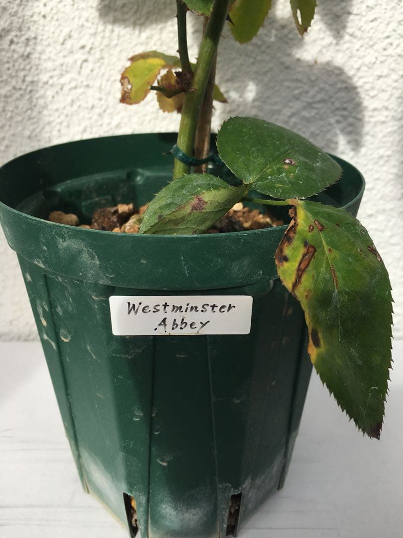 ろんしゃんさま専用　おまとめ３点バラ苗　切り花品種