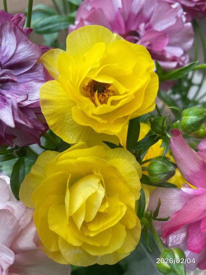 早い者勝ち!!　　　ラナンキュラス　ラックス　6種類　5号　化粧鉢