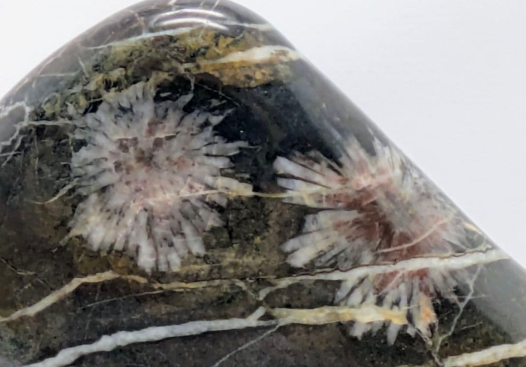 h*o様 菊花石　糸菊の紅白花　孔雀系母岩　山形　根尾 鑑賞石 水石 自然石　木