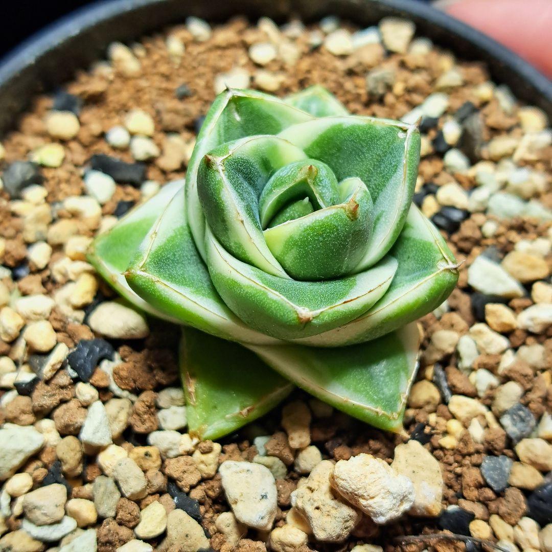 ★発根済★②　王妃笹の雪a型白覆輪　ピンキー