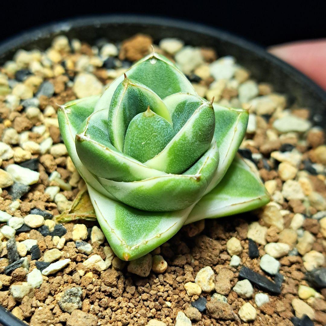 ★発根済★②　王妃笹の雪a型白覆輪　ピンキー