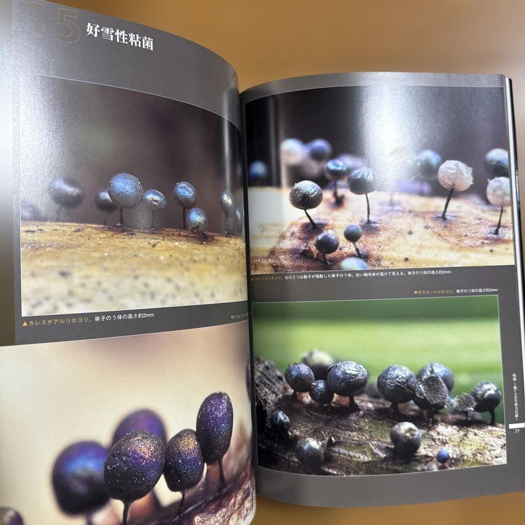 粘菌 : 驚くべき生命力の謎