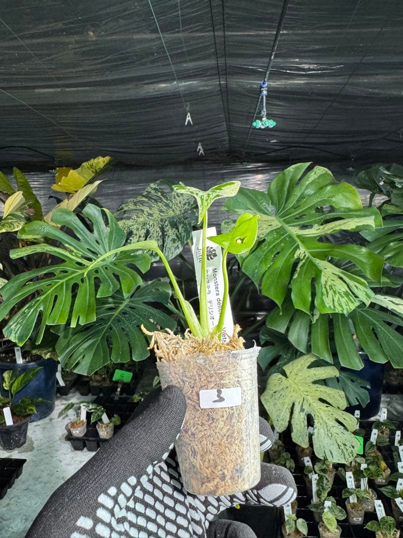 3モンステラ　デリシオーサ　ベトシオーサ　2寸ポリポット　ネコポス発送