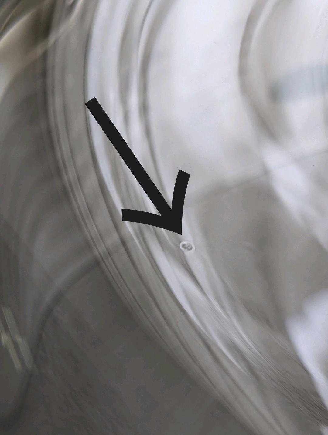 ティファニー ボウル クリスタル フローラ＆ファウナ