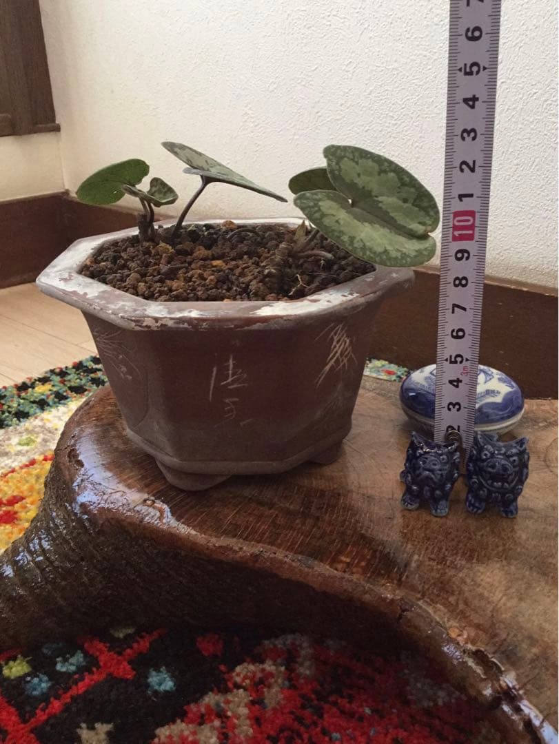 全て今春生まれたて若葉【斑入り/天然野生の寒葵＊カンアオイ】更に大きく成長します