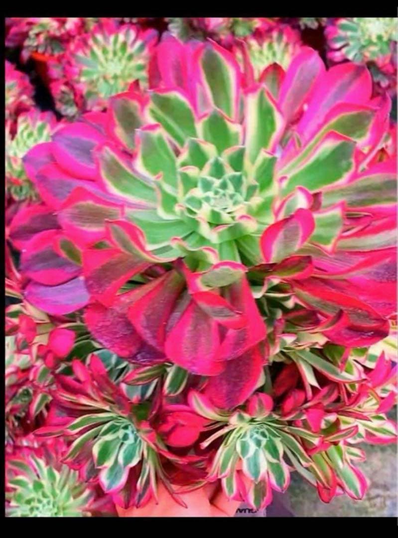 多肉植物アエオニウム錦❤️天合錦❤️