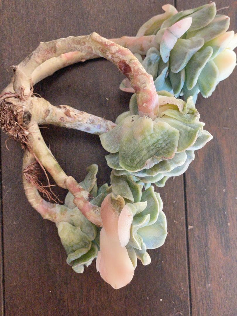 ラブリーローズ錦　四頭美斑入り　多肉植物　エケベリア