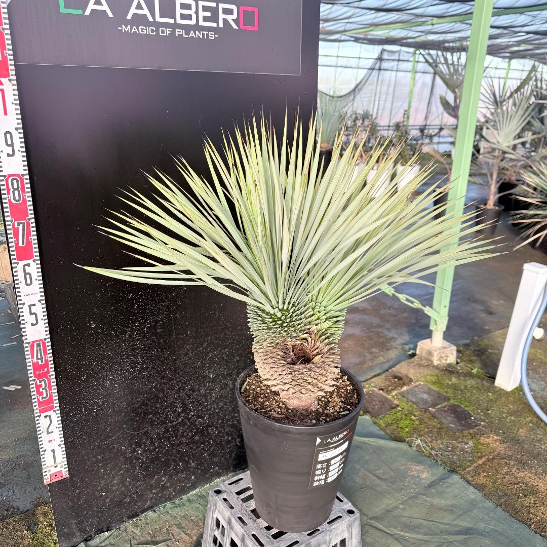 【AL1111】ユッカ　ロストラータ　超希少の頂上分頭　エキゾチック個体