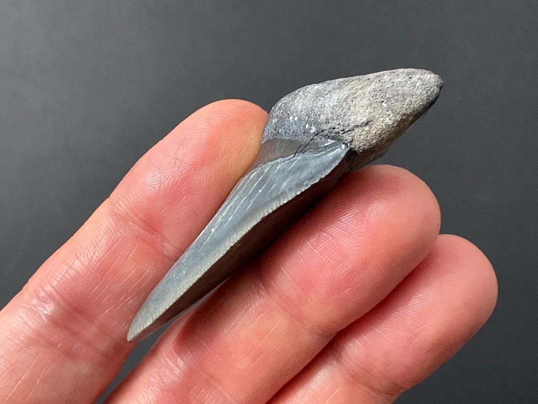 メガロドンの歯 [MG208] 化石