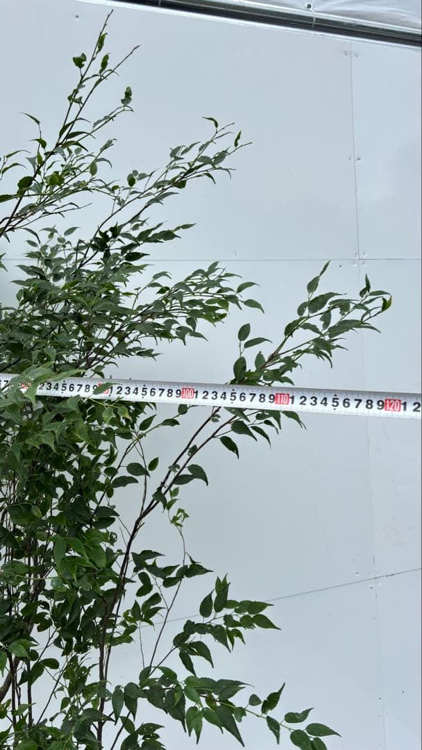 美しい樹形が魅力的 山採り ハイノキ 株立 641 樹高2.0m位 高級樹