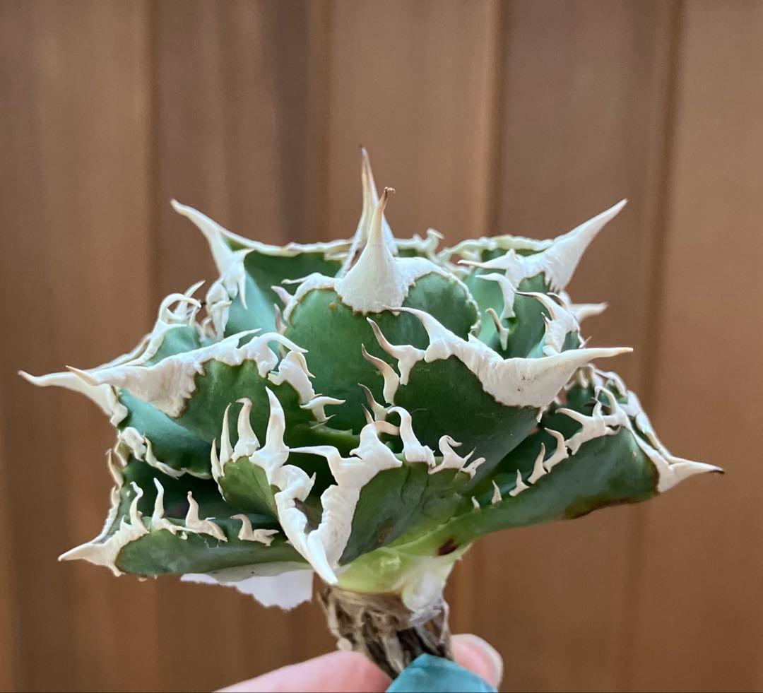 【オークション】13 ラスト1株　優秀　アガべ　白豪刺　白豪棘　TC 訳あり