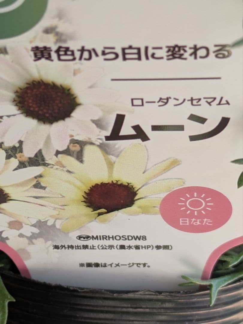 ♡べーしーる様♡