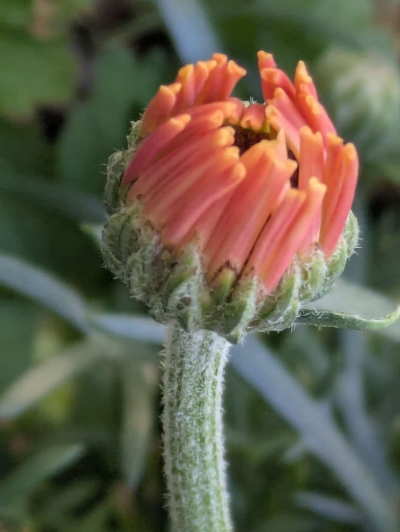 ♡べーしーる様♡