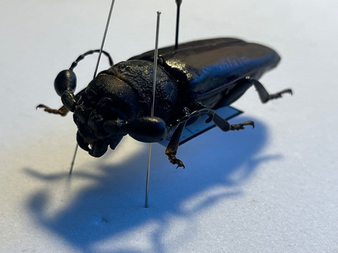 【一属一種】Bolbotritus bainesiウスバカミキリ 昆虫標本