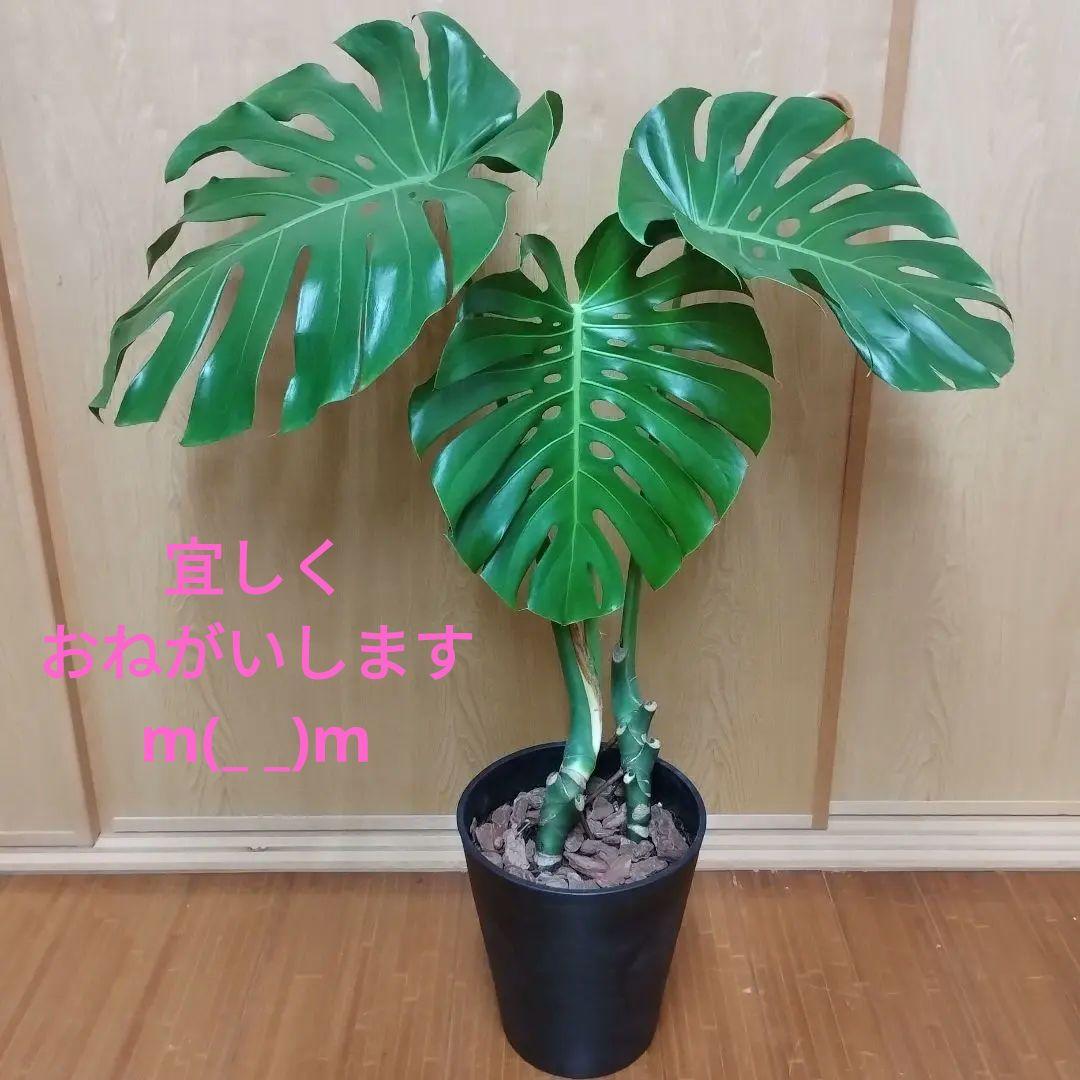 モンステラ 観葉植物 大きな葉　8号鉢