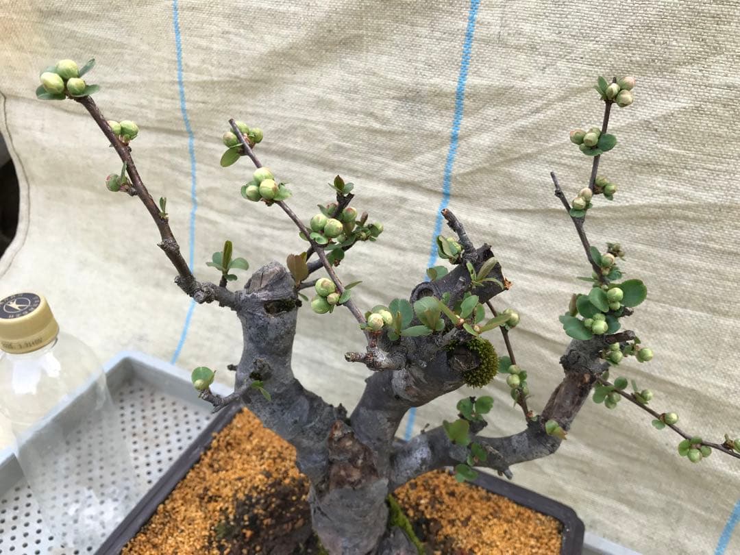 木瓜(ボケ)・放春花　日月星　角鉢(咲分け保証品)②