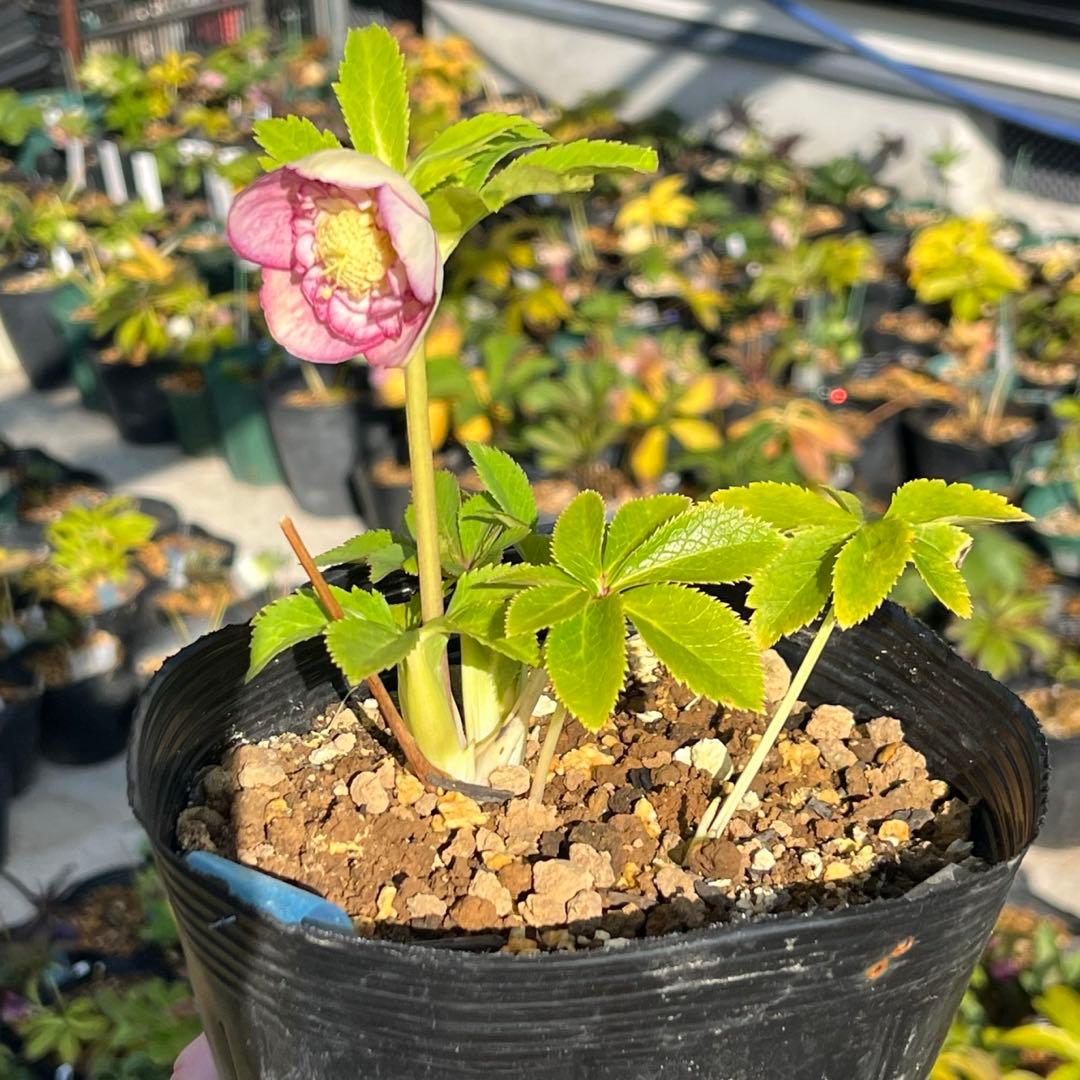 3152専用ポット発送メルカリ便☘️超目玉☘️⭐️希少⭐️ 【❤️極上❤️小輪❤️蜃気楼】