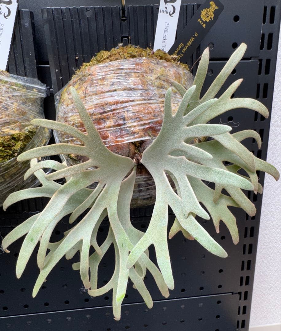 【平凡之鹿】ビカクシダ YMDS Totoro HHRナーセリータグ付け【板付