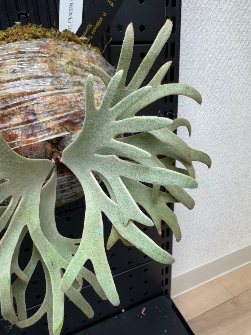 【平凡之鹿】ビカクシダ YMDS Totoro HHRナーセリータグ付け【板付