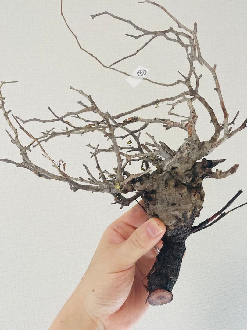 【価格見直し！】【発根済み限定3株】残り2株！オペルクリカリア・パキプス①