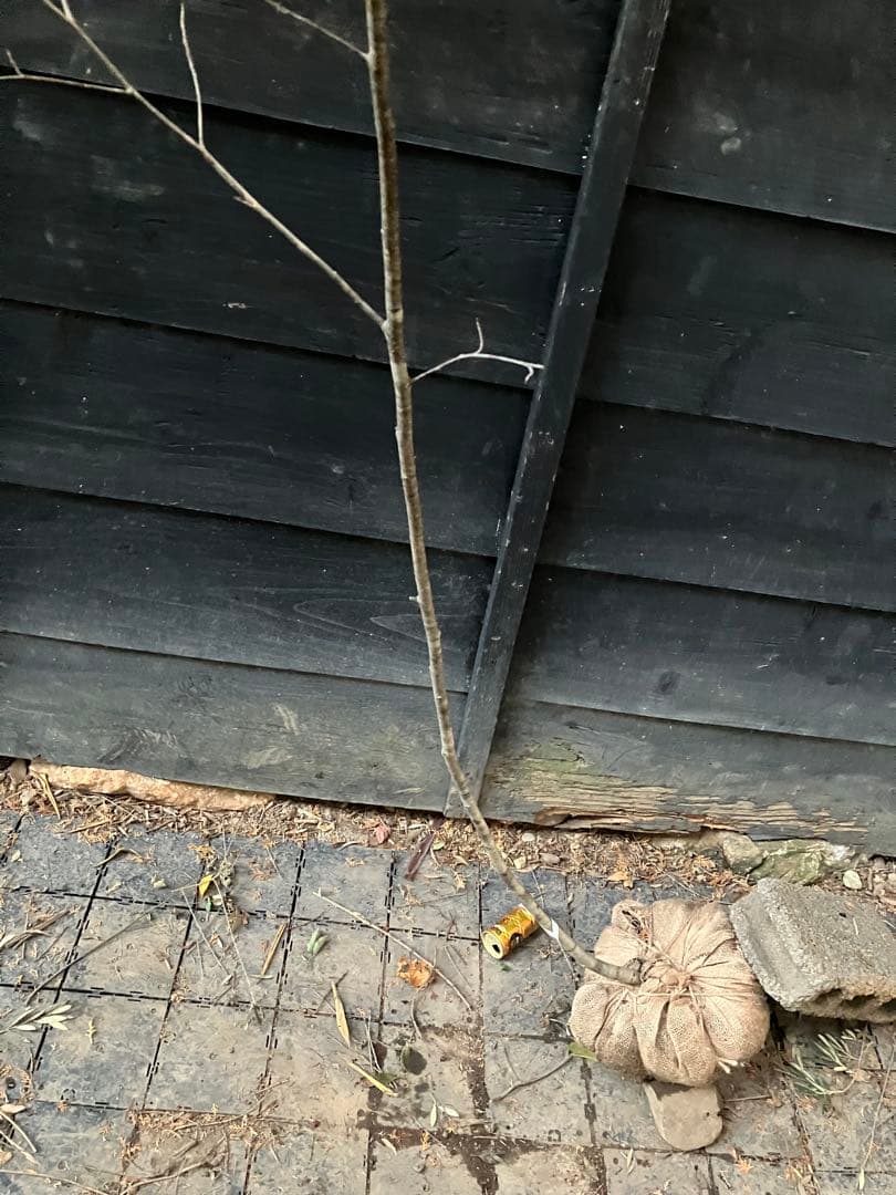 60 山採り　アズキナシ