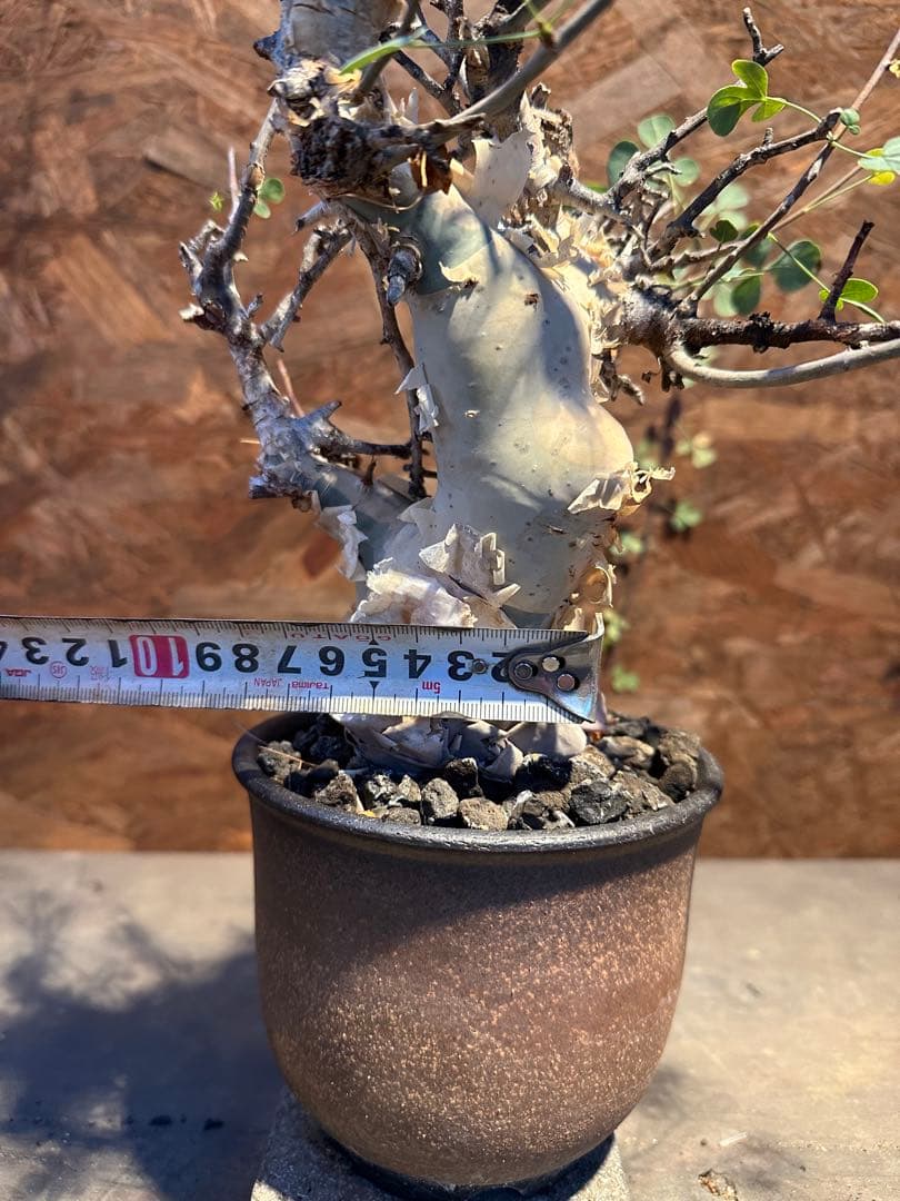 コミフォラ　カタフピュア　ソマリア産　鉢底より発根確認済み　この値段本日まで