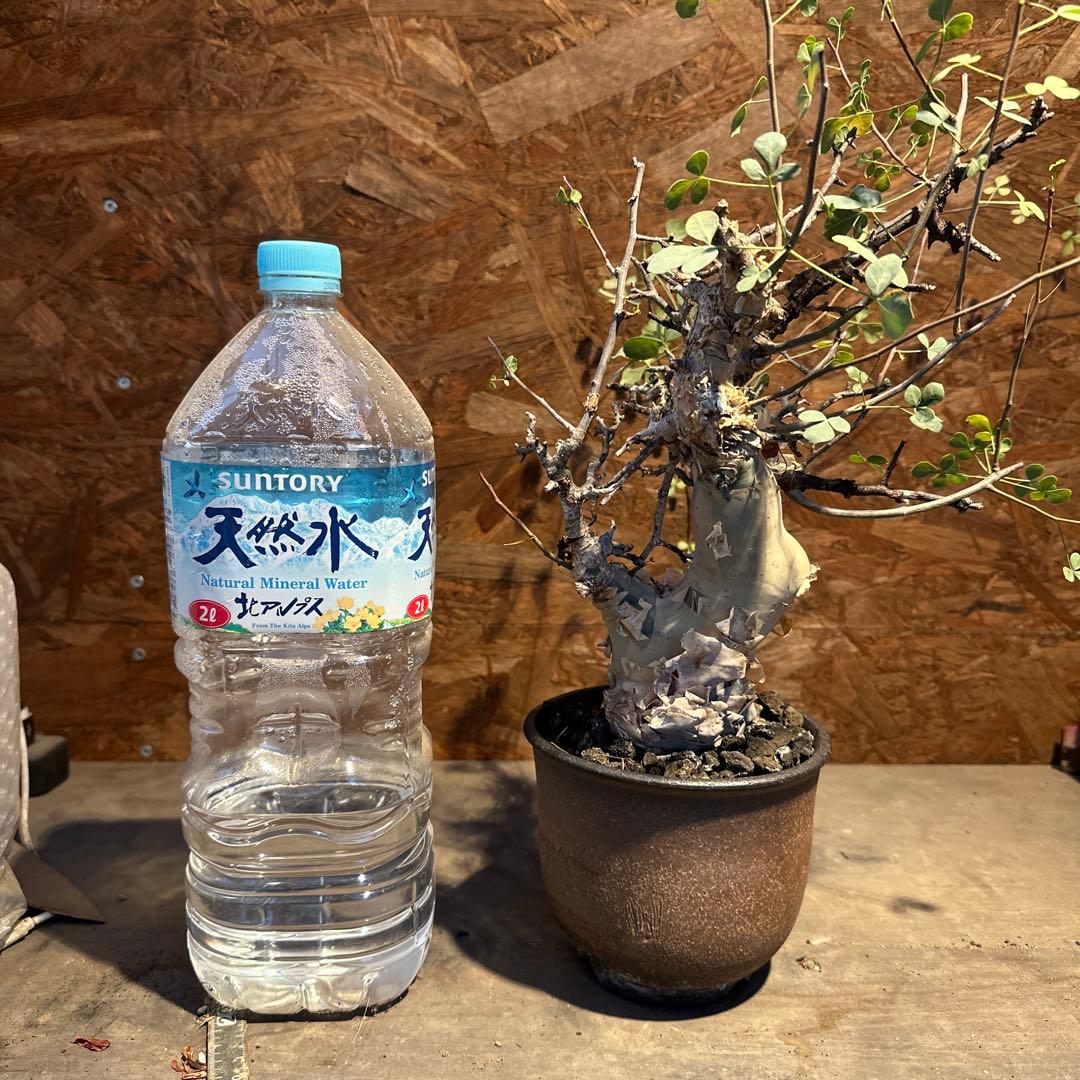 コミフォラ　カタフピュア　ソマリア産　鉢底より発根確認済み　この値段本日まで