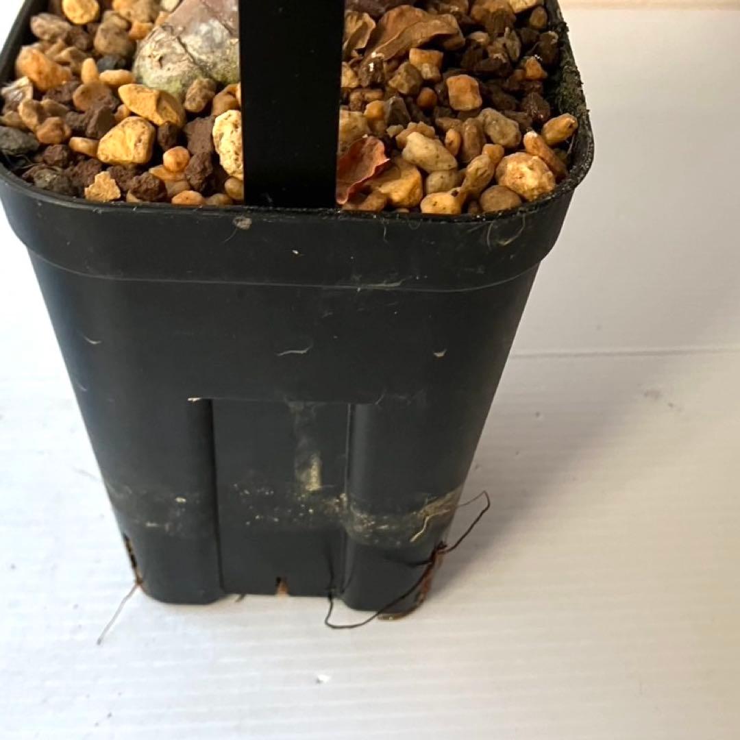 【masahiko】CK4 コミフォラ ピュアカタフ ソマリア産 発根済