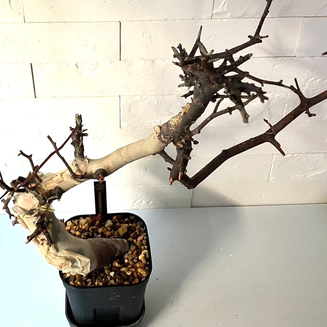 【masahiko】CK4 コミフォラ ピュアカタフ ソマリア産 発根済