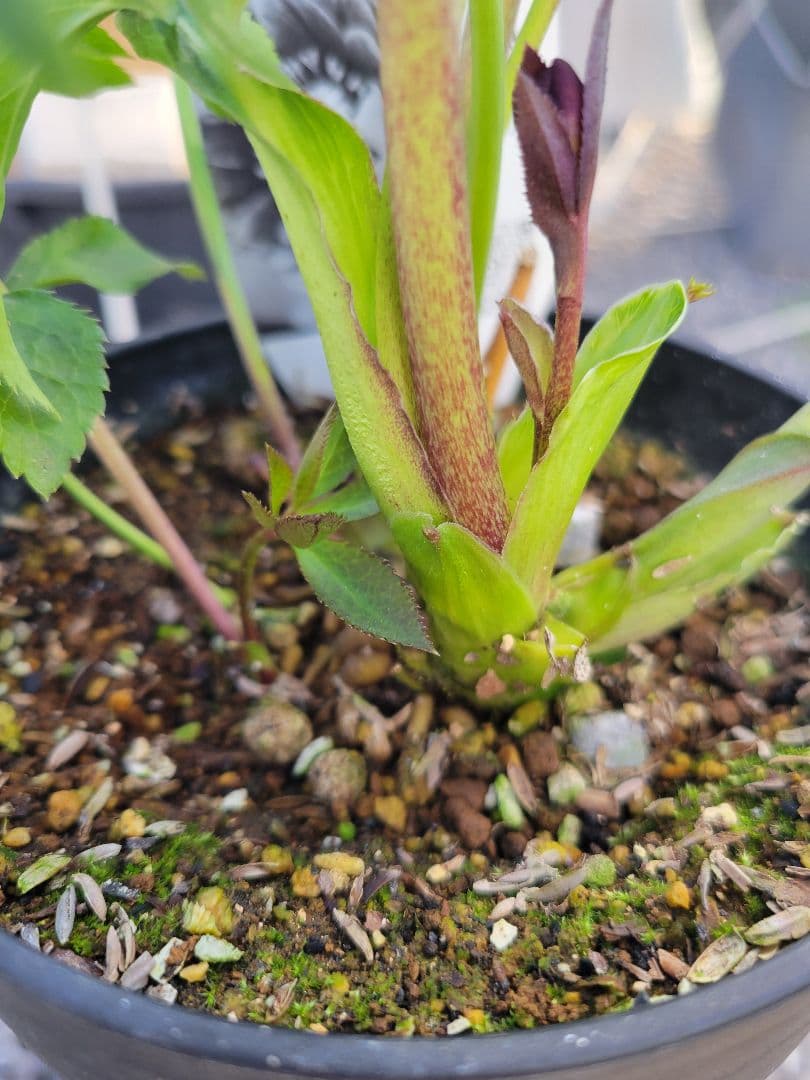 広瀬園芸　クリスマスローズ　多弁