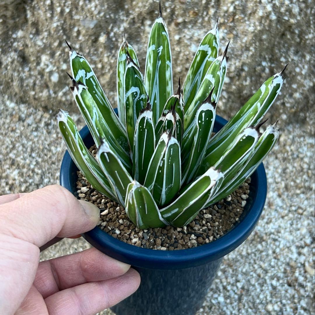 アガベ　笹の雪　極氷山　白虎斑